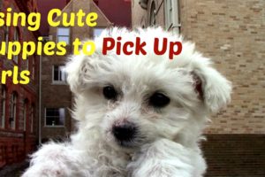 Using Cute Puppies To Pick Up Girls