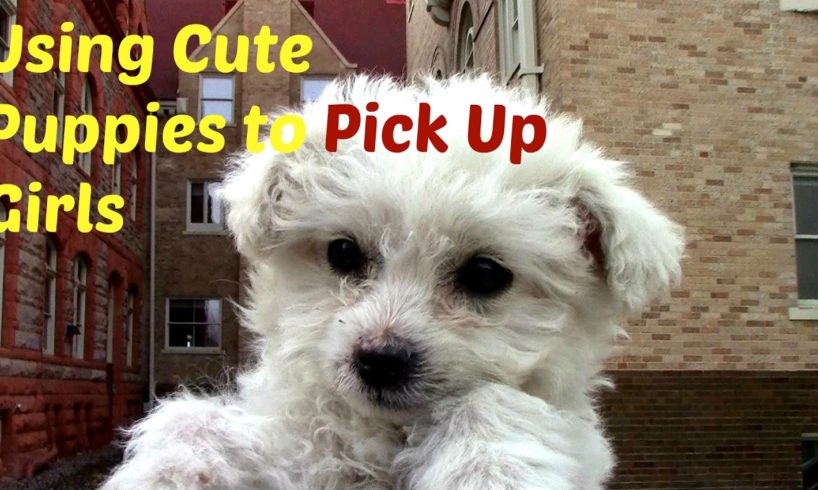 Using Cute Puppies To Pick Up Girls