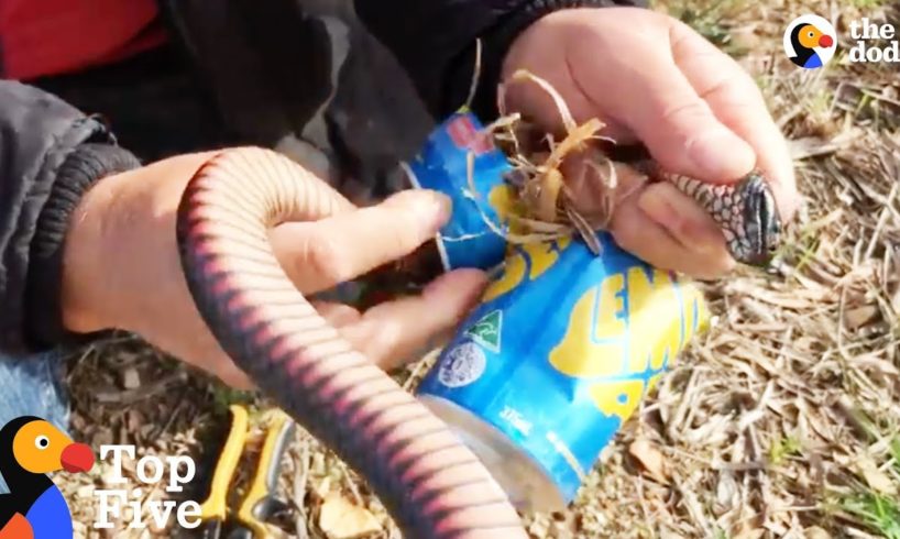 Venomous Snake Rescued From Can + Stuck Animals Who Need Help | The Dodo Top 5