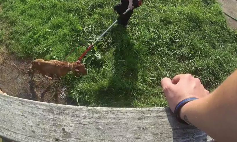 Videos Capture Cleveland Officers Rescuing Dogs Left in Dangerous Heat