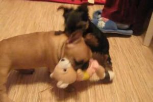 Viral Video UK: Cute puppies fight over toy