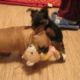 Viral Video UK: Cute puppies fight over toy