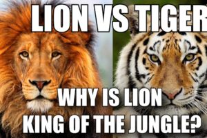 WHY IS LION CALLED KING OF THE JUNGLE - LION VS TIGER