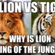 WHY IS LION CALLED KING OF THE JUNGLE - LION VS TIGER