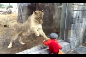 WILD ANIMALS Trying To Attack Kids Through Glass At ZOO Compilation 2017