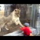 WILD ANIMALS Trying To Attack Kids Through Glass At ZOO Compilation 2017