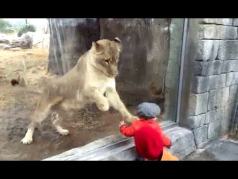WILD ANIMALS Trying To Attack Kids Through Glass At ZOO Compilation 2017