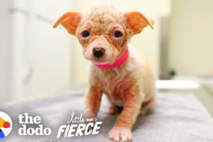 Watch Hairless ‘Alien’ Puppy Grow Up to be the Cutest Dog | Little But Fierce