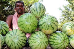 Watermelon Fruit Juice Prepared in my Village | Filtered Watermelon Juice for Kids | Country foods