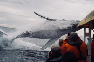 Whale jumps out of nowhere during sight seeing tour.