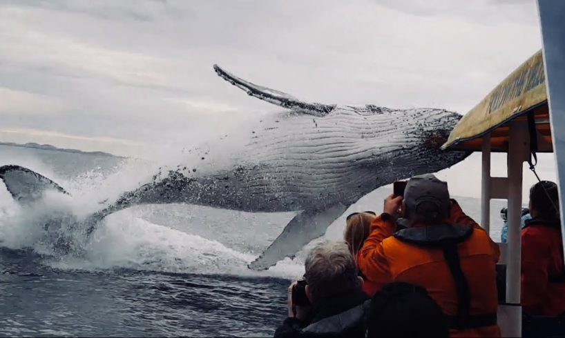 Whale jumps out of nowhere during sight seeing tour.