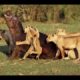 When Animal Angry - Wild Animal Fight - Discovery Wild Animal Planet 2018
