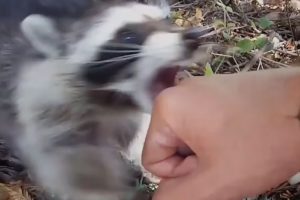 When animals attack humans PART 1: Raccoon edition - Funny animal compilation