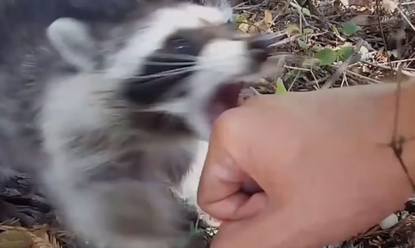 When animals attack humans PART 1: Raccoon edition - Funny animal compilation