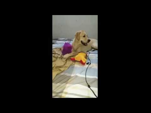 Why Do Dogs Love To Play With Stuffed Animals