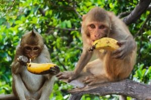 Wild Monkey eating Banana - Cute Animals and Pets Compilation
