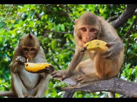 Wild Monkey eating Banana - Cute Animals and Pets Compilation