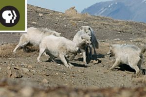 Wolf Pack Teams Up to Fight Off Intruder