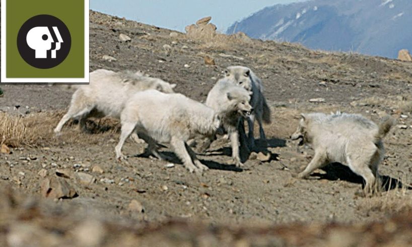 Wolf Pack Teams Up to Fight Off Intruder