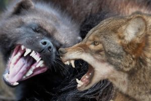 Wolverine Vs Coyote Animal Fights To The Death