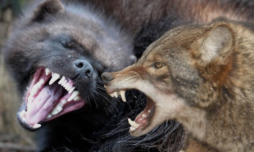 Wolverine Vs Coyote Animal Fights To The Death