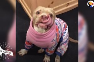 Woman Falls In Love With Senior Pit Bull | The Dodo Pittie Nation