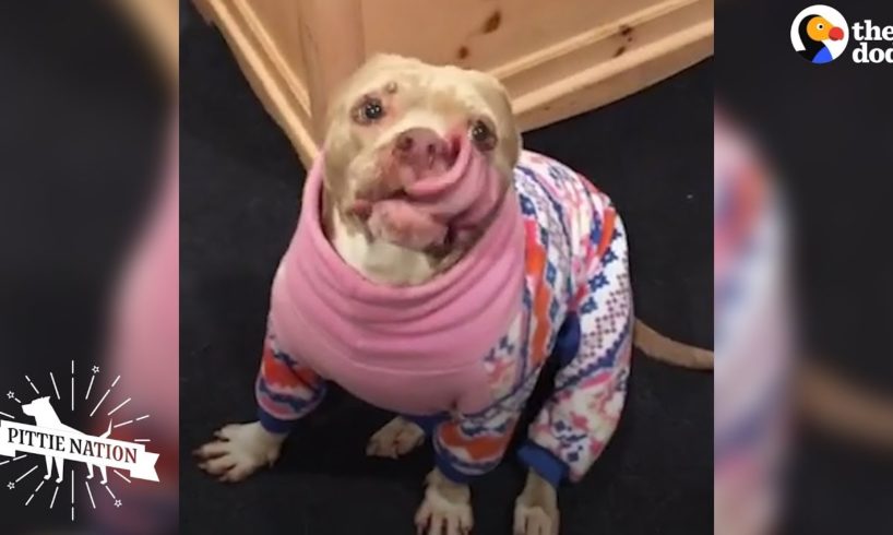 Woman Falls In Love With Senior Pit Bull | The Dodo Pittie Nation