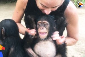 Woman Goes Undercover To Save Baby Chimp's Life  | The Dodo Endangered Species Day