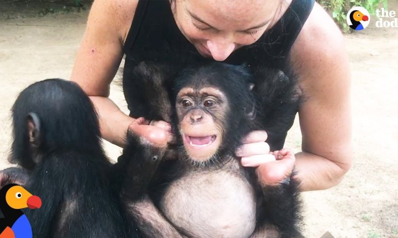 Woman Goes Undercover To Save Baby Chimp's Life  | The Dodo Endangered Species Day