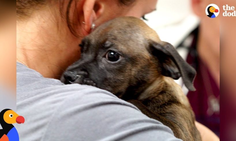 Woman Rescues Puppy From Puerto Rico After Hurricane | The Dodo