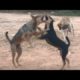 Wow!! New Animals Pet Rural Street Dog Playing At Countryside