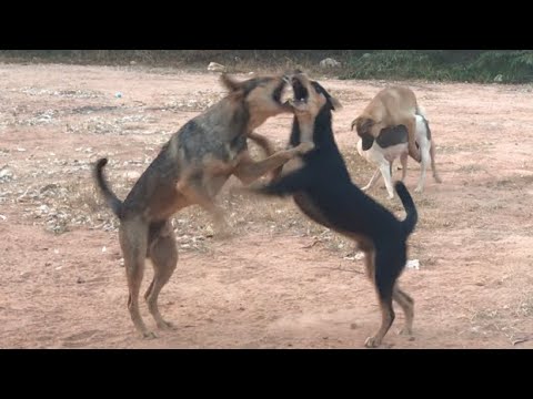 Wow!! New Animals Pet Rural Street Dog Playing At Countryside