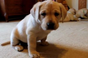 Yellow Labrador Retriever Puppies playing 6 weeks CUTE explosion (Buc~A~Buc Farm)