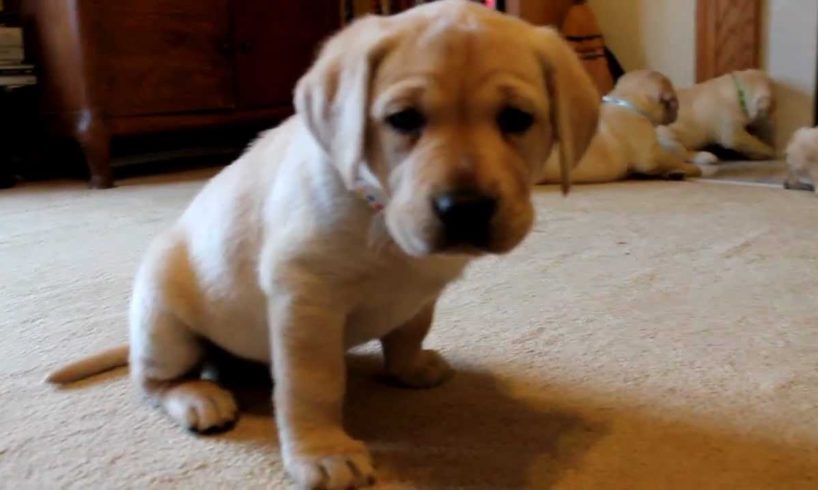 Yellow Labrador Retriever Puppies playing 6 weeks CUTE explosion (Buc~A~Buc Farm)