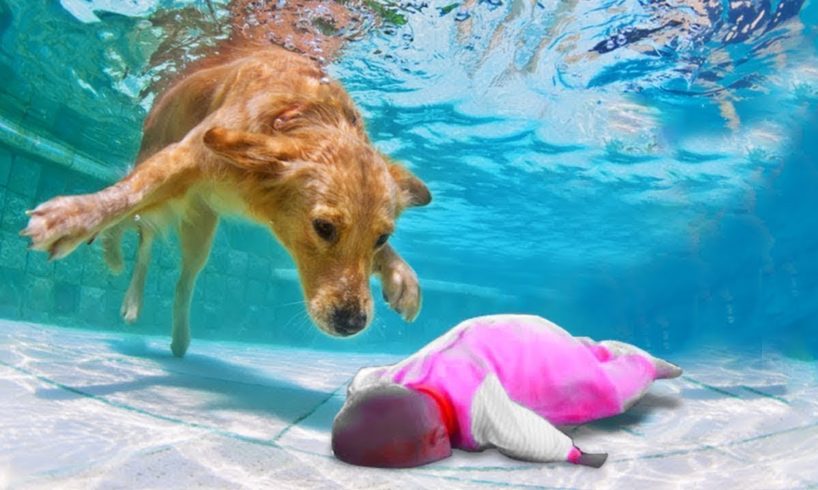 You Won't Believe This DOG Saves This BABY!