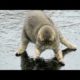 You will LAUGH SO HARD that YOU WILL FAINT - FUNNY CAT compilation