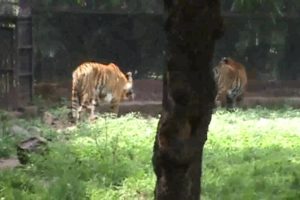 Zoo Wild Animals Videos | Zoo Tiger Animals Playing Videos