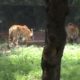 Zoo Wild Animals Videos | Zoo Tiger Animals Playing Videos