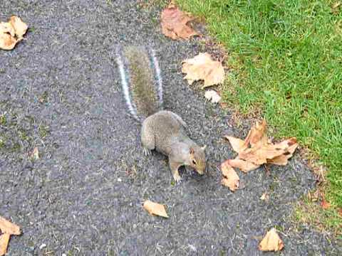 beautiful funny animals, funny animals video clip, animals play funny,