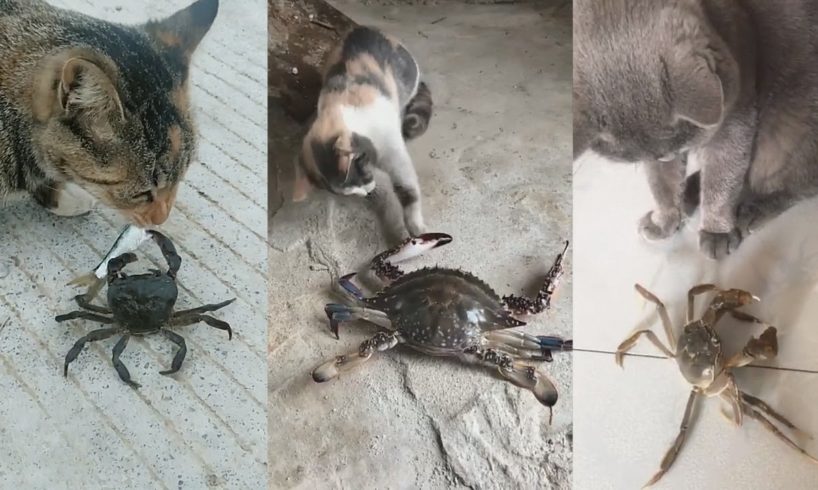 crab bites cat funny video 02 | funny animal fights videos
