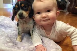 funny Babies and Puppies Playing Together Compilation 2016 , best babies vs dogs animals 2016