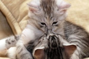 funny animal fights 2019 | cat vs cat fight, cat funny videos