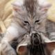funny animal fights 2019 | cat vs cat fight, cat funny videos