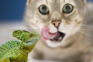 funny animal fights 2019 | cat vs lizard,  ,cat funny videos