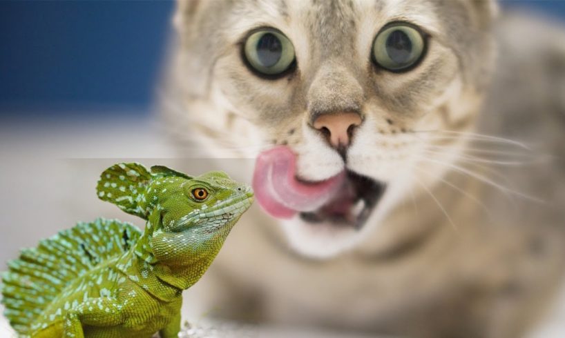 funny animal fights 2019 | cat vs lizard,  ,cat funny videos