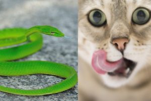 funny animal fights 2019  | cat vs snake, cat funny videos