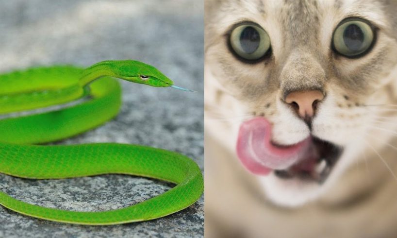 funny animal fights 2019  | cat vs snake, cat funny videos