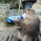 monkey vs monkey fight video | funny animal fights videos