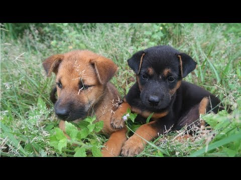 the two cutest puppies in the solar system