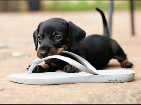 vERY cUTE pUPPIES 2